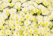 Chrysanthemum multiflora Ditto White