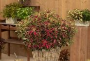 Coleus blumei Down Town Vegas Neon