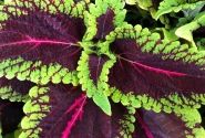 Coleus blumei Main Street Alligator Alley