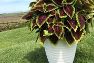 Coleus blumei Main Street Alligator Alley