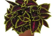 Coleus blumei Main Street Alligator Alley