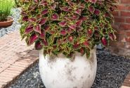 Coleus blumei Stained Glassworks Spacecake