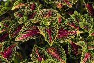 Coleus blumei Stained Glassworks Spacecake
