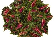 Coleus blumei Stained Glassworks Spacecake