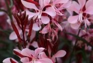 Gaura lindheimeri Graceful Light Pink