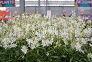Gaura lindheimeri Graceful White