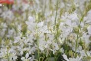 Gaura lindheimeri Graceful White
