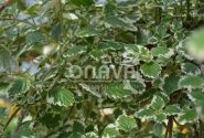 Plectranthus fruticosus Plectranthus variegata