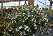 Scaevola aemula Scala White