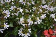 Scaevola aemula Scala White