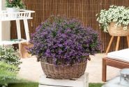 Scaevola aemula Scala Cappello Purple