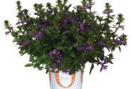 Scaevola aemula Scala Cappello Purple
