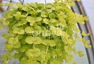 Lysimachia nummularia Goldilocks
