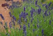 Lavandula angustifolia La Diva Vintage Violet