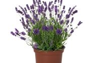 Lavandula angustifolia La Diva Vintage Violet