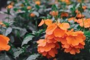Crossandra fortuna Cossandra Orange