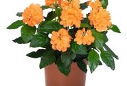 Crossandra fortuna Cossandra Orange