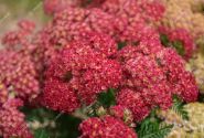 Achillea millefolium Skysail Fire