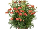 Achillea millefolium Skysail Fire