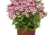 Phlox paniculata Early Pink