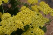 Achillea millefolium Skysail Yellow
