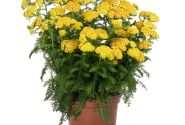 Achillea millefolium Skysail Yellow