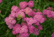 Achillea millefolium Skysail Bright Pink