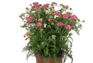 Achillea millefolium Skysail Bright Pink