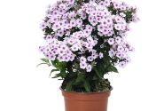 Phlox paniculata Early Blush Pop