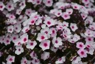 Phlox paniculata Early Blush Pop