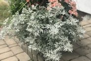 Artemisia stelleriana Silver Brocade