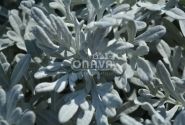 Artemisia stelleriana Silver Brocade