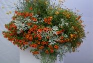 Artemisia stelleriana Silver Brocade