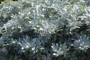 Artemisia stelleriana Silver Brocade
