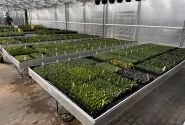 Saliekamie pludināmie siltumnīcu galdi 5,0 × 1,21 m