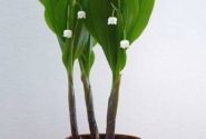 Puķu pods 9 cm, māla