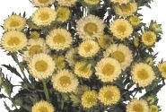 Callistephus chinensis Matsumoto Yellow
