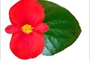 Begonia x hybrida Viking XL Red on Green