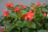 Begonia x hybrida Viking XL Red on Green