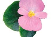 Begonia semperflorens Emperor Pink