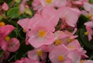 Begonia semperflorens Emperor Pink