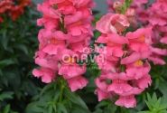Antirrhinum majus nanum Sonnet Rose