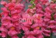 Antirrhinum majus nanum Sonnet Rose