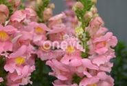 Antirrhinum majus nanum Sonnet Pink