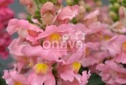 Antirrhinum majus nanum Sonnet Pink
