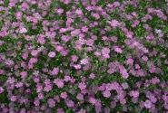 Gypsophila muralis Gypsy Deep Rose