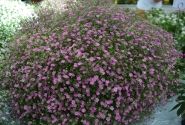 Gypsophila muralis Gypsy Deep Rose