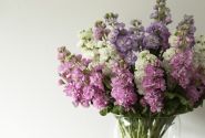 Matthiola incana Iron Pink