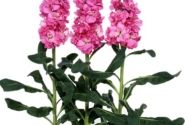 Matthiola incana Iron Rose Pink