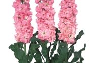 Matthiola incana Iron Early Pink